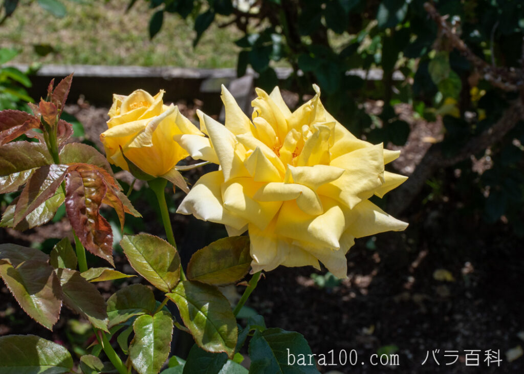 天津乙女 / アマツオトメ：万博記念公園 平和のバラ園で撮影したバラの花