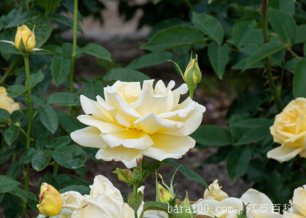 天津乙女 / アマツオトメ：ひらかたパーク ローズガーデンで撮影したバラの花と蕾