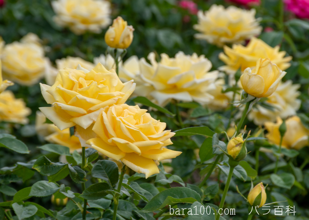 天津乙女（アマツオトメ）