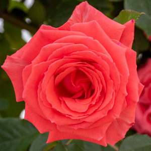 アメリカ：湖西浄化センター バラ花壇で撮影したバラの花