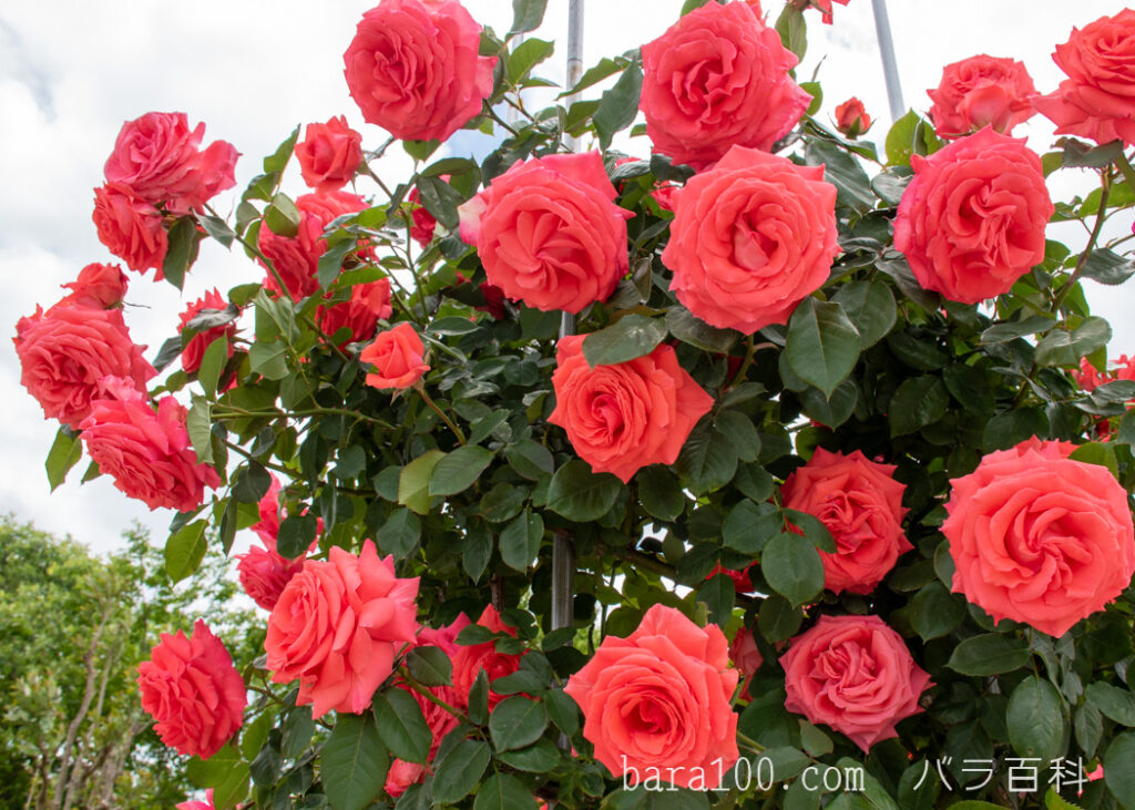 アメリカ：湖西浄化センター バラ花壇で撮影したつるバラの花
