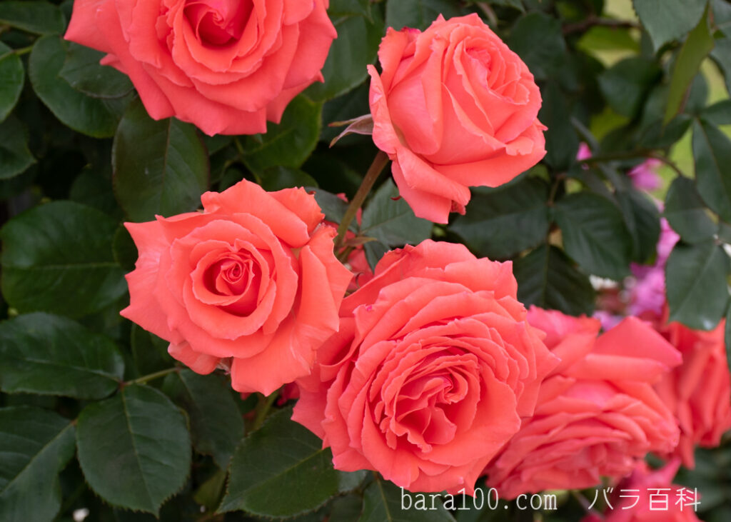 アメリカ：湖西浄化センター バラ花壇で撮影したつるバラの花