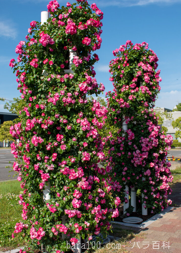 アンジェラ：万博記念公園 平和のバラ園で撮影したポール仕立てのつるバラの花