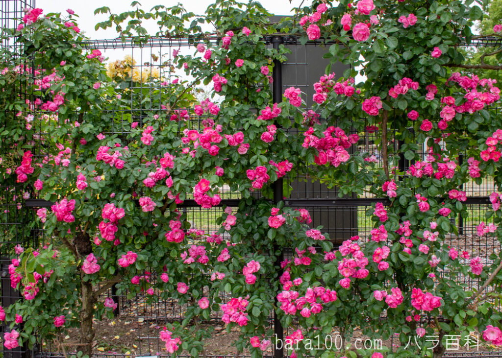 アンジェラ：庄堺公園 バラ園で撮影したフェンス仕立てのつるバラの花