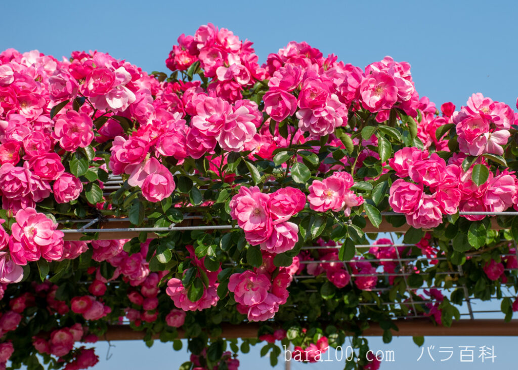 アンジェラ：湖西浄化センター バラ花壇で撮影したつるバラの花