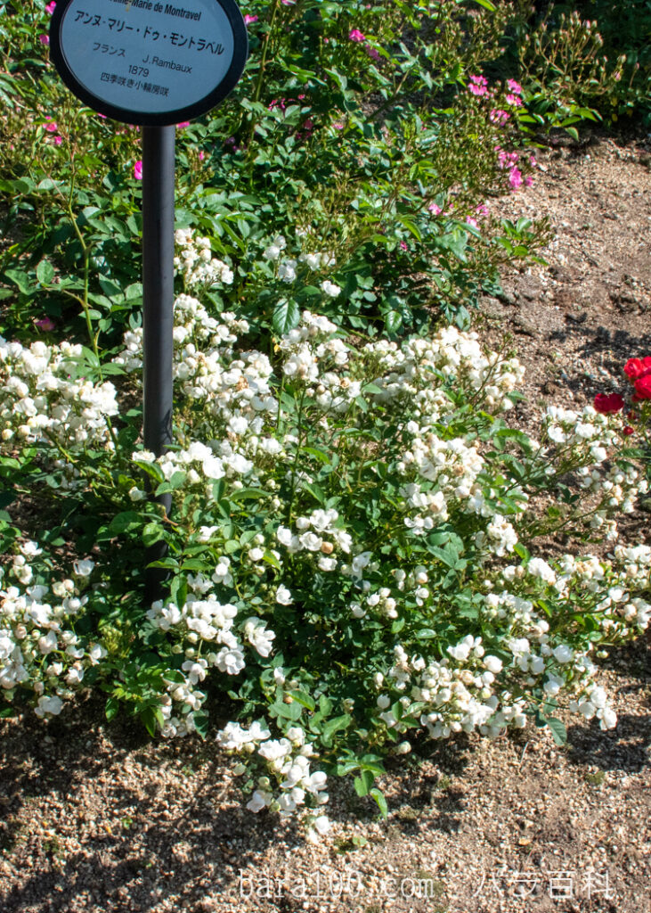 アンヌ-マリー・ドゥ・モントラベル：ひらかたパーク ローズガーデンで撮影したバラの花の木