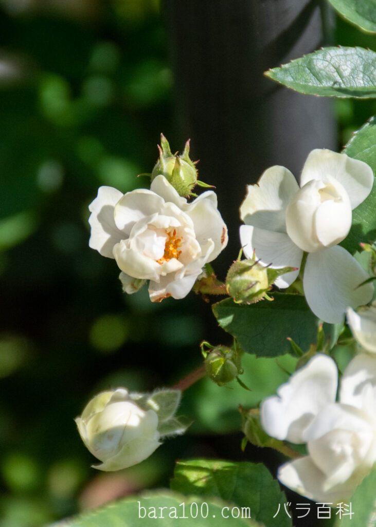 アンヌ-マリー・ドゥ・モントラベル：ひらかたパーク ローズガーデンで撮影したバラの花
