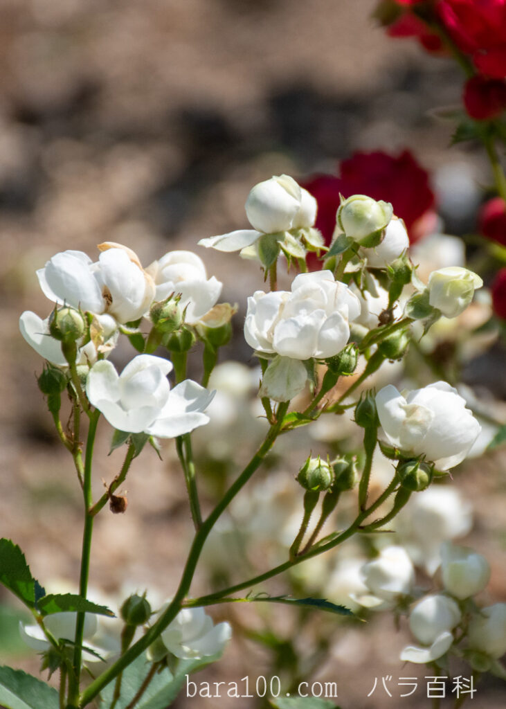 アンヌ-マリー・ドゥ・モントラベル：ひらかたパーク ローズガーデンで撮影したバラの花