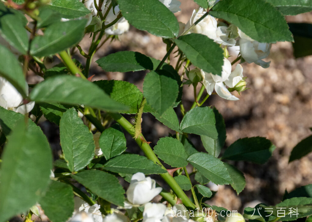 アンヌ-マリー・ドゥ・モントラベル：ひらかたパーク ローズガーデンで撮影したバラの枝と葉とトゲ