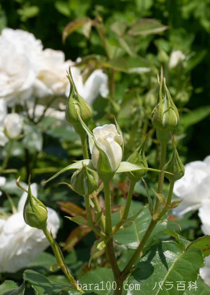 アンナプルナ：びわ湖大津館イングリッシュガーデンで撮影したバラの蕾