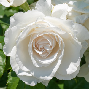 アンナプルナ：びわ湖大津館イングリッシュガーデンで撮影したバラの花