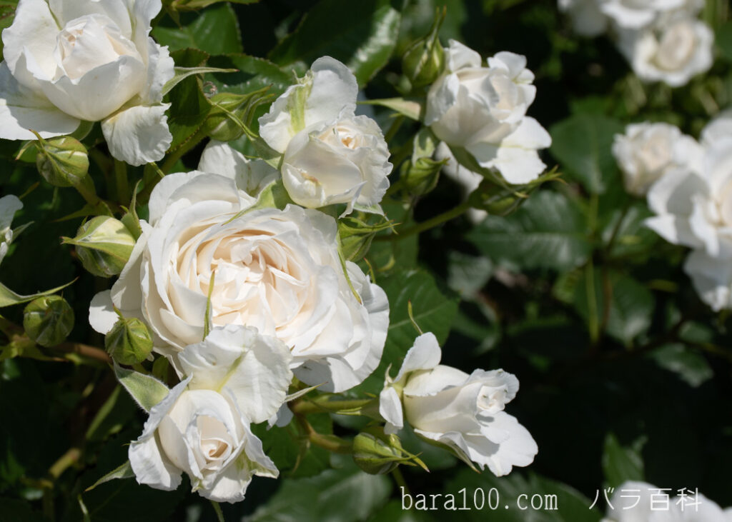 アンナプルナ：びわ湖大津館イングリッシュガーデンで撮影したバラの花
