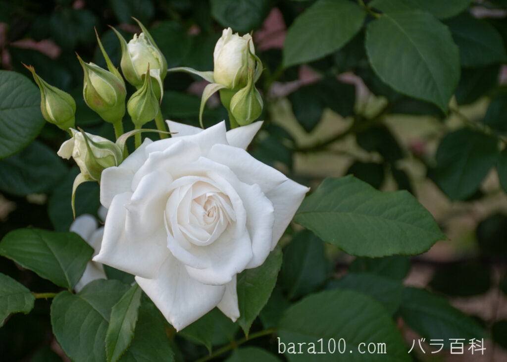 アンナプルナ：京都府立植物園 バラ園で撮影したバラの花