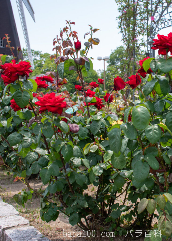 アントニア リッジ：花博記念公園鶴見緑地 バラ園で撮影したバラの花の木