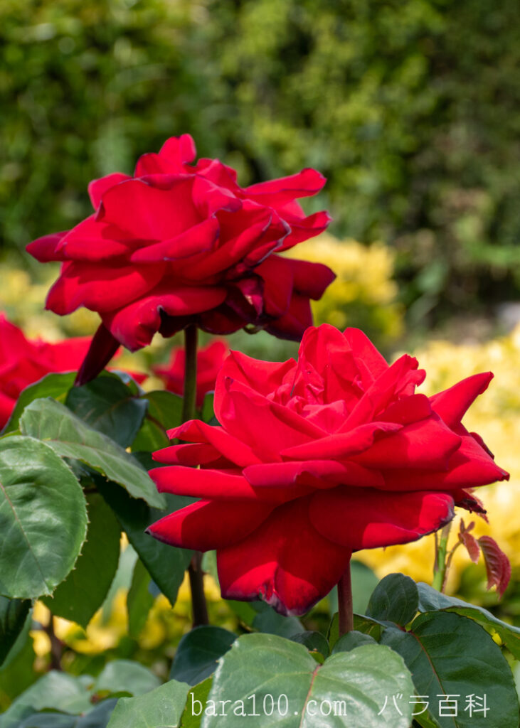 アントニア リッジ：花博記念公園鶴見緑地 バラ園で撮影したバラの花