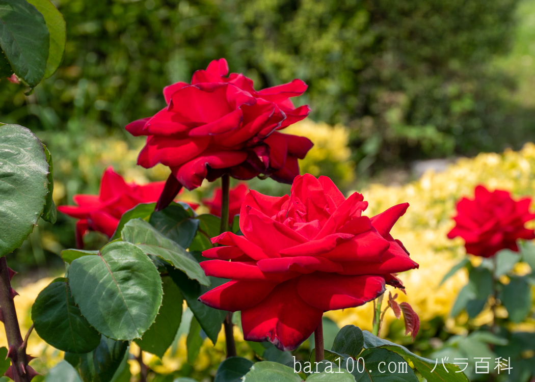 アントニア リッジ