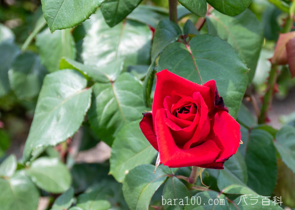 アントニア リッジ：花博記念公園鶴見緑地 バラ園で撮影したバラの花