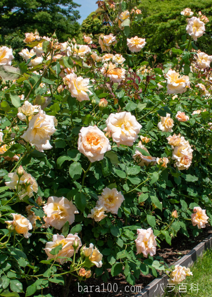 アプリコット ネクター：万博記念公園 平和のバラ園で撮影したバラの花の木