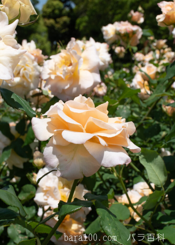 アプリコット ネクター：万博記念公園 平和のバラ園で撮影したバラの花
