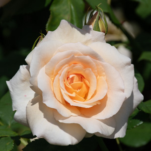 アプリコット ネクター：万博記念公園 平和のバラ園で撮影したバラの花