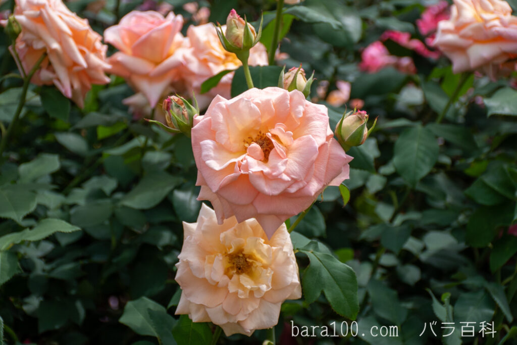 アプリコット ネクター：京都府立植物園 バラ園で撮影したバラの花