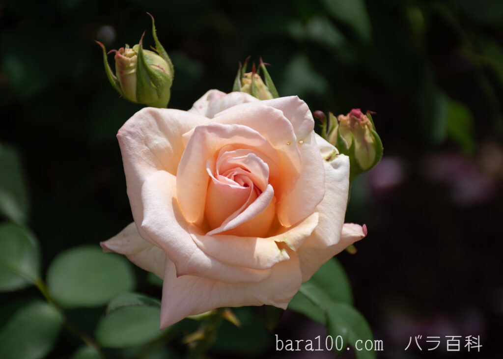 アプリコット ネクター：京都府立植物園 バラ園で撮影したバラの花と蕾