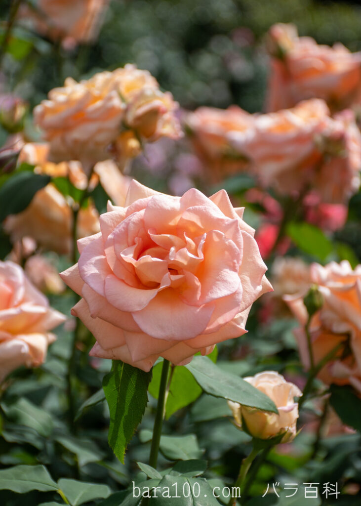 アプリコット ネクター：京都府立植物園 バラ園で撮影したバラの蕾