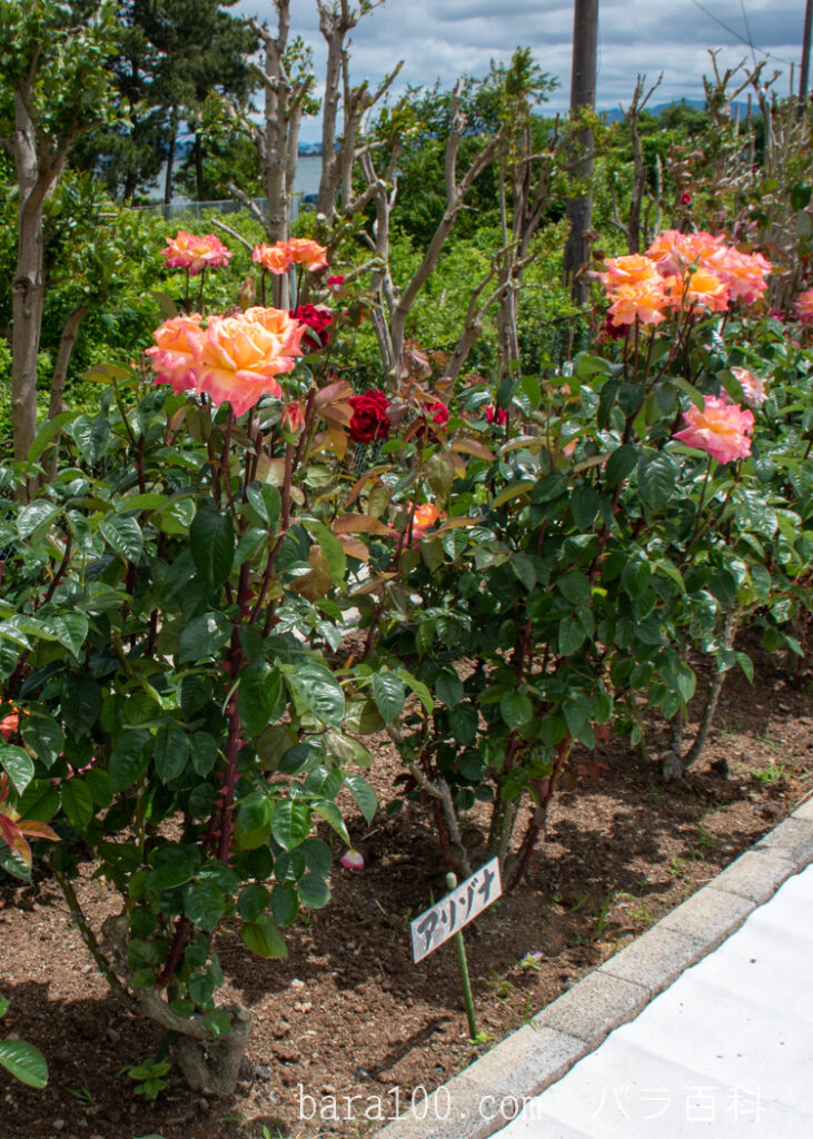 アリゾナ：湖西浄化センター バラ花壇で撮影したバラの花の木