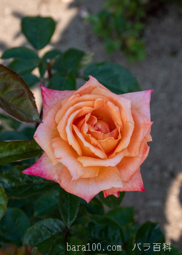 アリゾナ：湖西浄化センター バラ花壇で撮影したバラの花