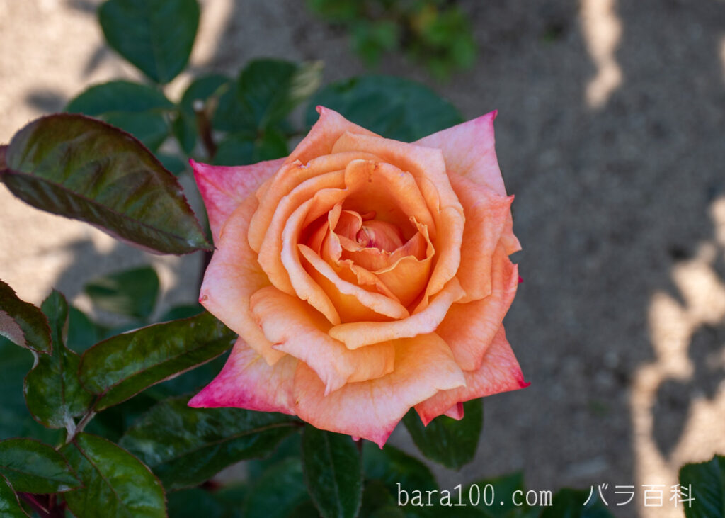 アリゾナ：湖西浄化センター バラ花壇で撮影したバラの花
