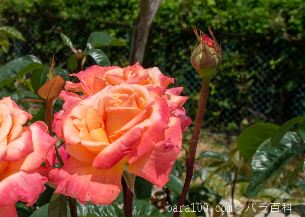 アリゾナ：湖西浄化センター バラ花壇で撮影したバラの花の蕾