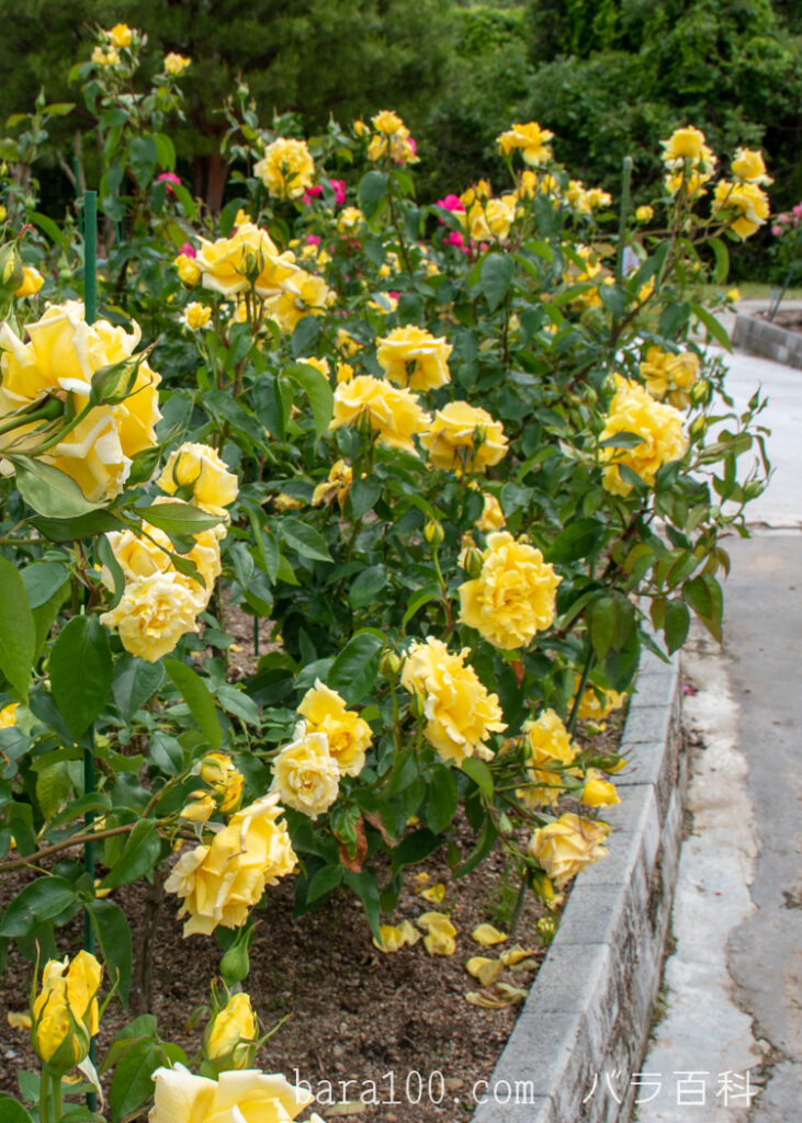 ドフト ゴールド：湖西浄化センター バラ花壇で撮影したバラの花の木