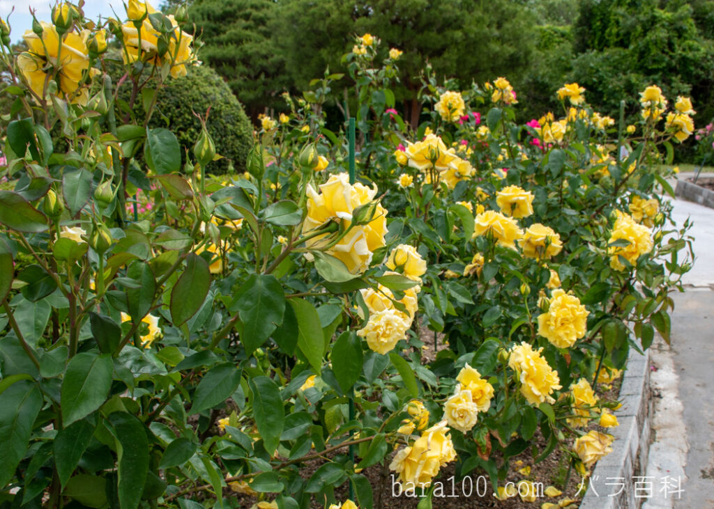ドゥフトゴルト / ドフトゴールド：湖西浄化センター バラ花壇で撮影したバラの花の木