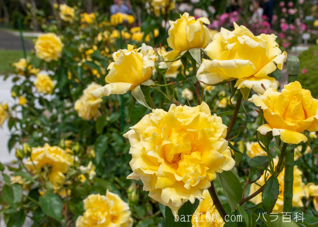 ドゥフトゴルト / ドフトゴールド：湖西浄化センター バラ花壇で撮影したバラの花