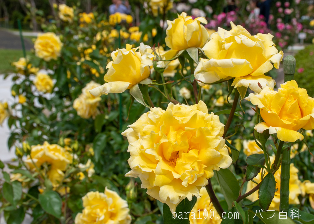 ドゥフトゴルト / ドフトゴールド