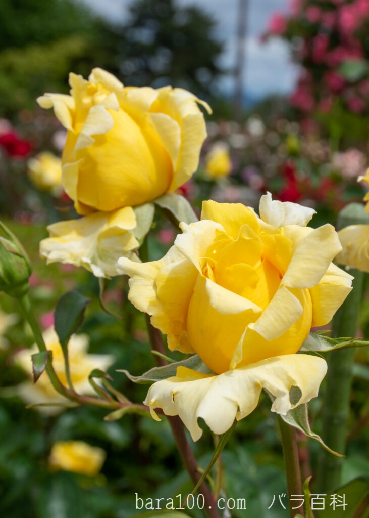 ドゥフトゴルト / ドフトゴールド：湖西浄化センター バラ花壇で撮影したバラの蕾