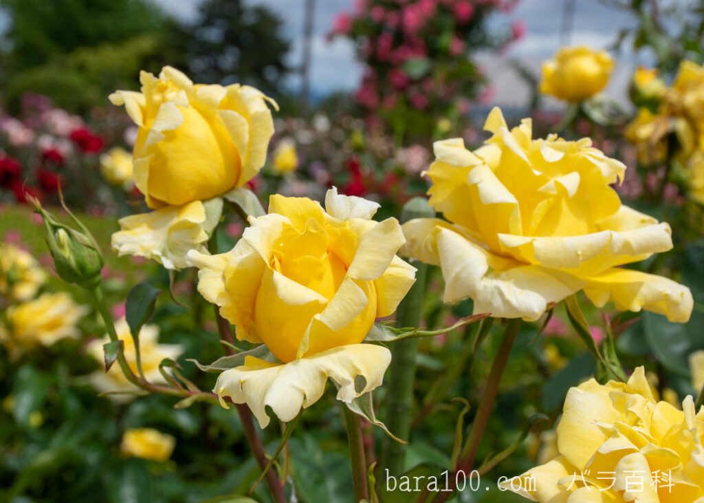 ドゥフトゴルト / ドフトゴールド：湖西浄化センター バラ花壇で撮影したバラの蕾