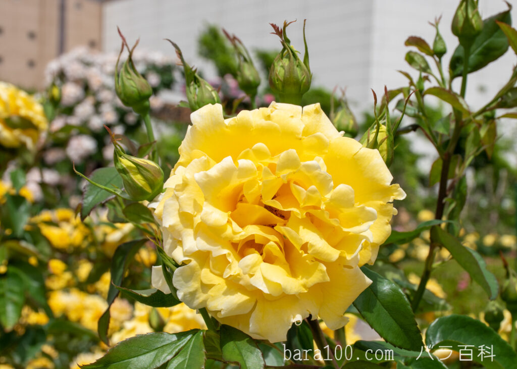 ドフト ゴールド：湖西浄化センター バラ花壇で撮影したバラの花