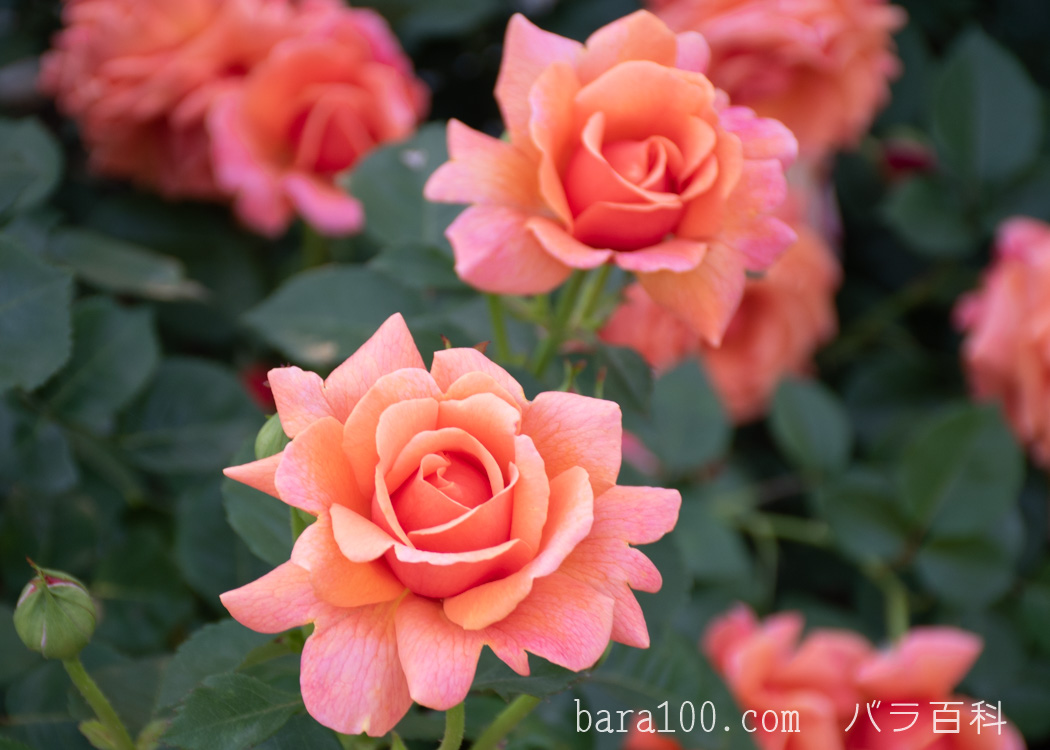 イージー タイム / イージー ダズ イット