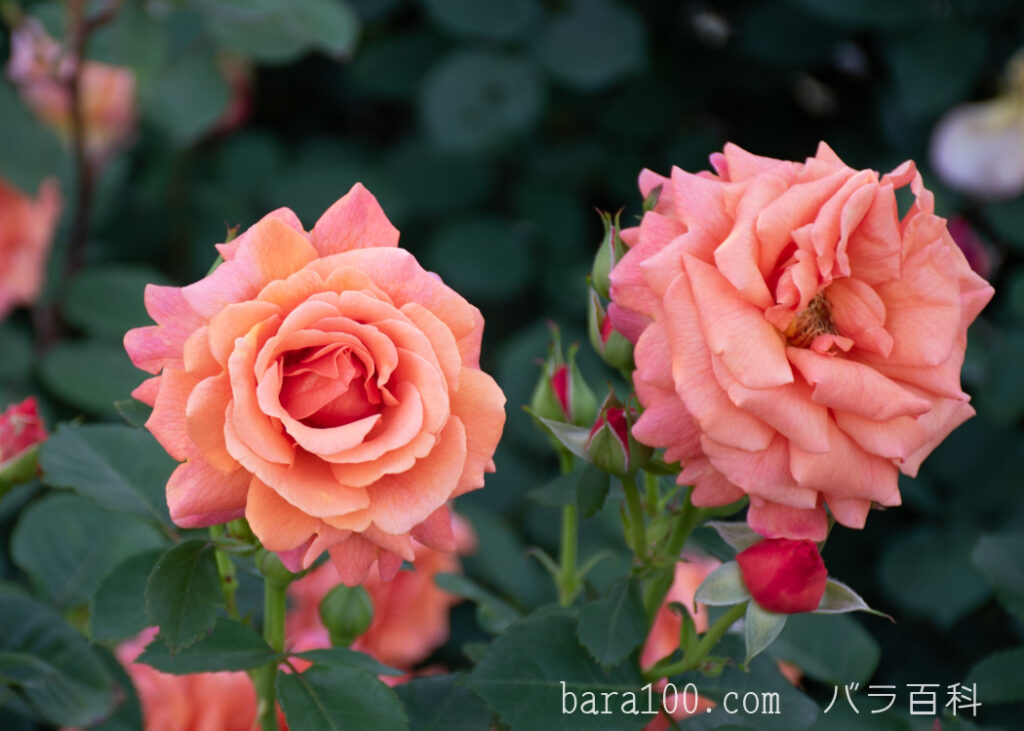 イージー タイム：京都府立植物園 バラ園で撮影したバラの花