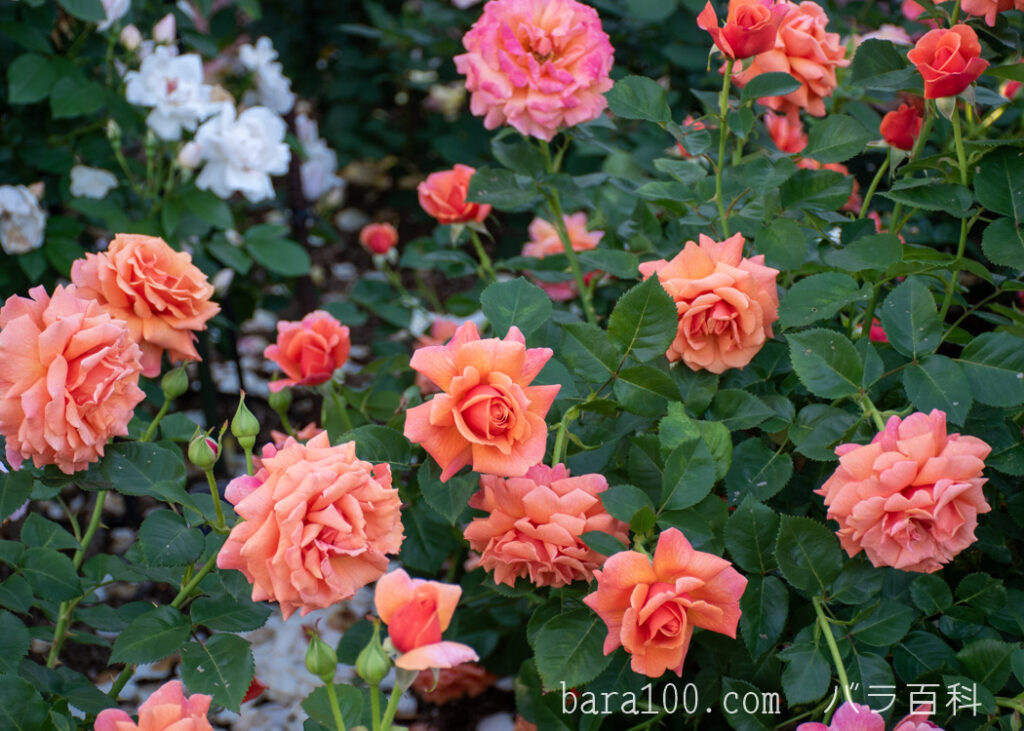 イージー タイム：京都府立植物園 バラ園で撮影したバラの花