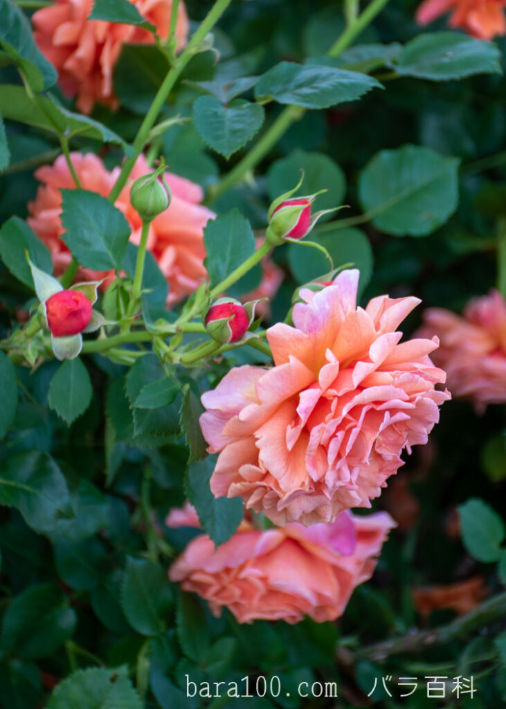 イージー タイム：京都府立植物園 バラ園で撮影したバラの花と蕾
