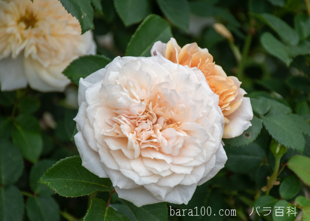 イングリッシュ ガーデン：長居植物園バラ園で撮影したバラの花
