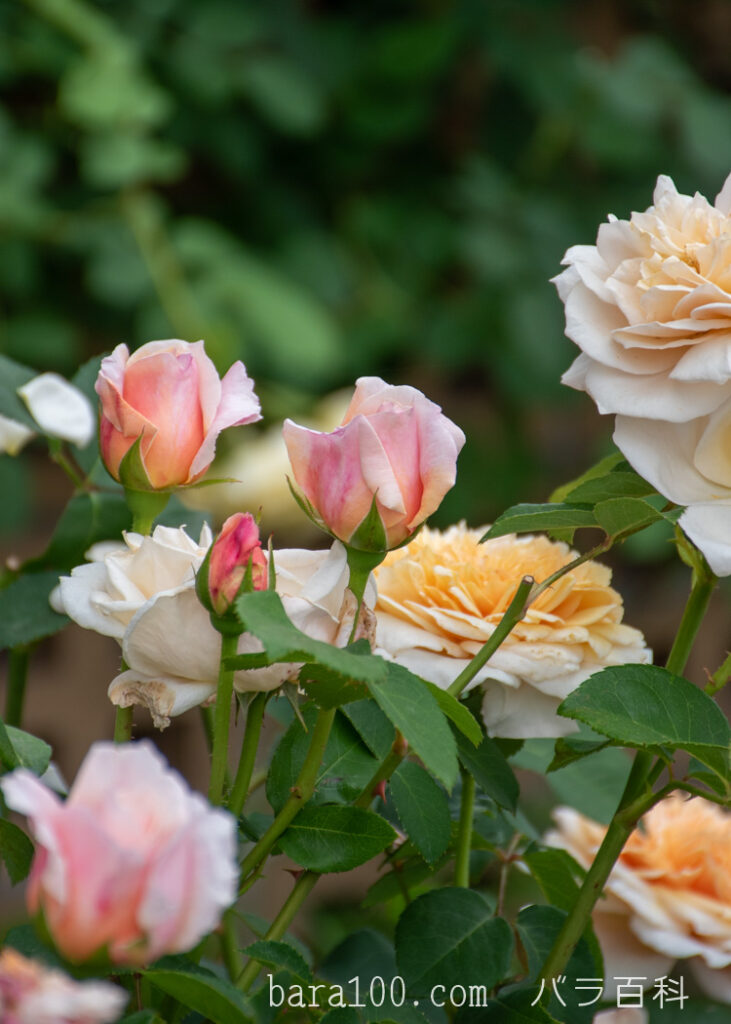 イングリッシュ ガーデン：長居植物園バラ園で撮影したバラの花と蕾