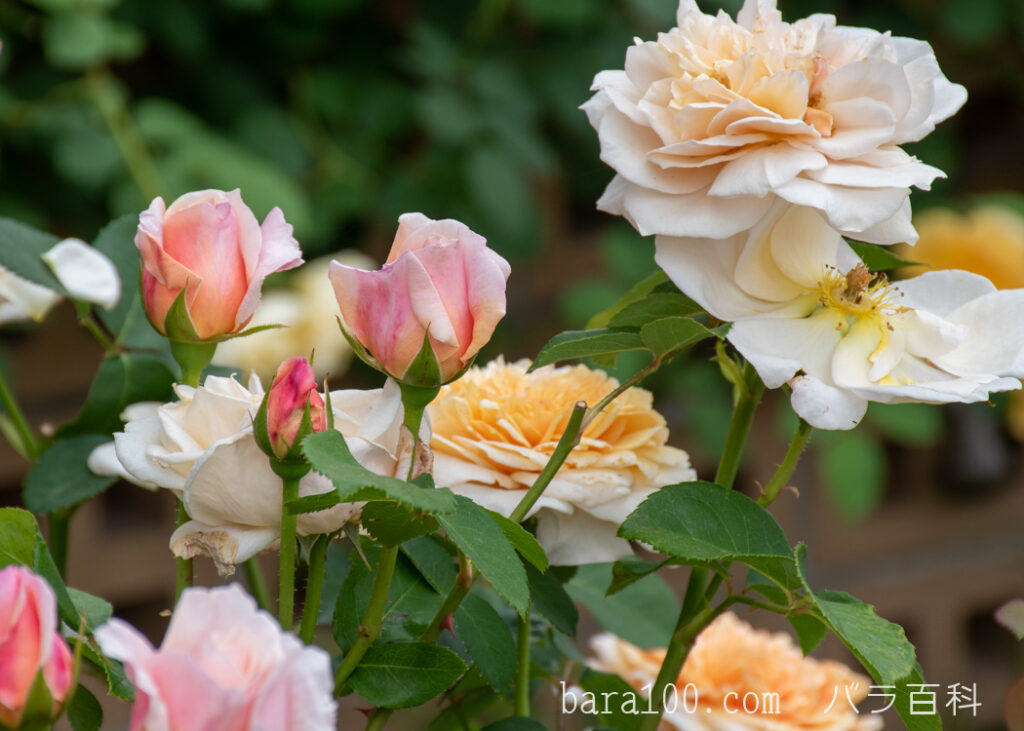 イングリッシュ ガーデン：長居植物園バラ園で撮影したバラの花と蕾