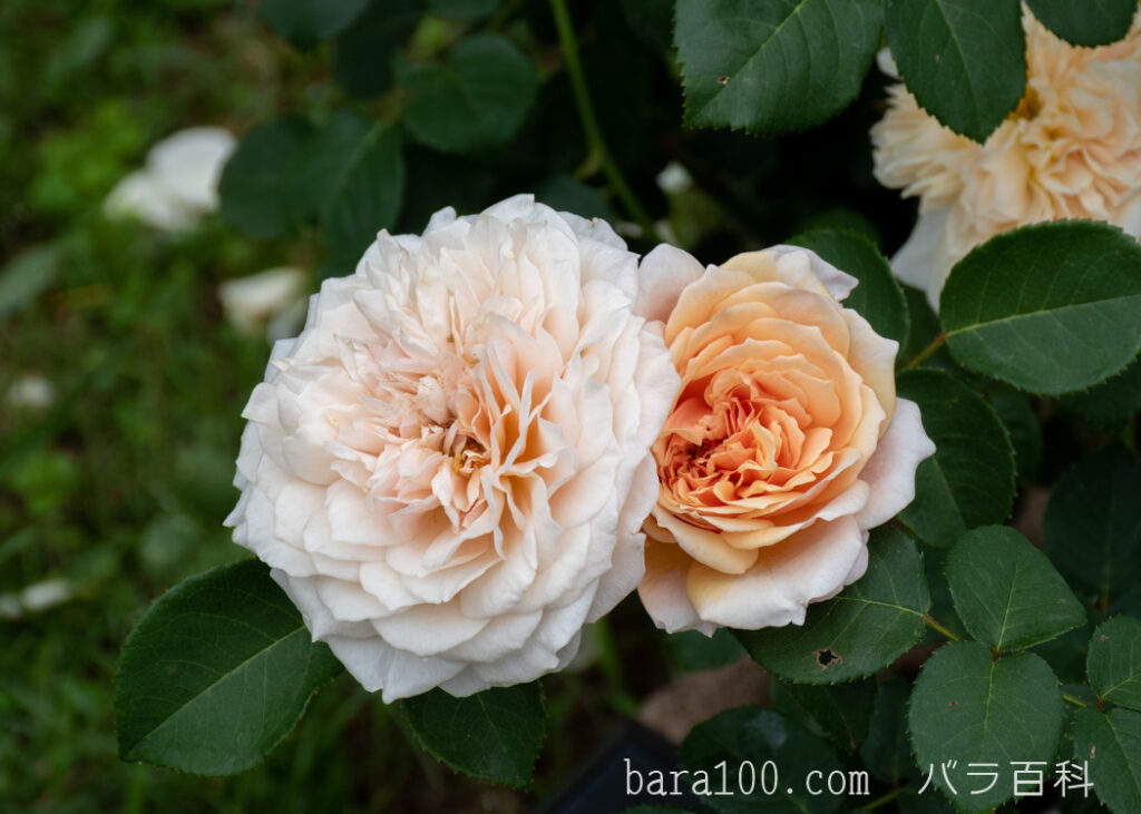 イングリッシュ ガーデン：長居植物園バラ園で撮影したバラの花