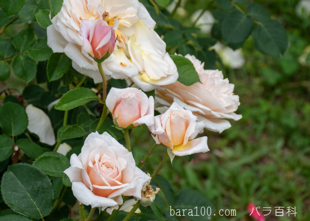 イングリッシュ ガーデン：長居植物園バラ園で撮影したバラの花の蕾