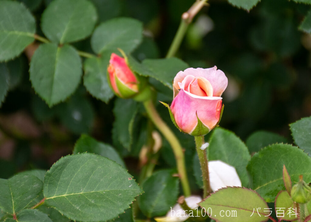 イングリッシュ ガーデン：長居植物園バラ園で撮影したバラの花の蕾