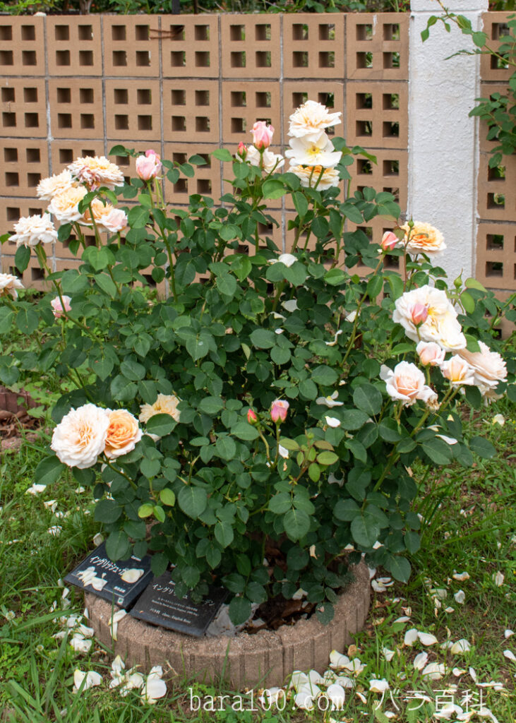 イングリッシュ ガーデン：長居植物園バラ園で撮影したバラの花の木