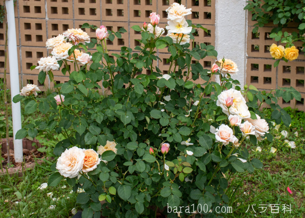 イングリッシュ ガーデン：長居植物園バラ園で撮影したバラの花の木